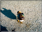 foto Fiori e Animali